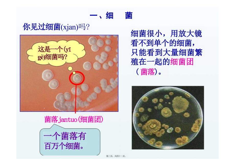 细菌和真菌的繁殖教学课件_第3页