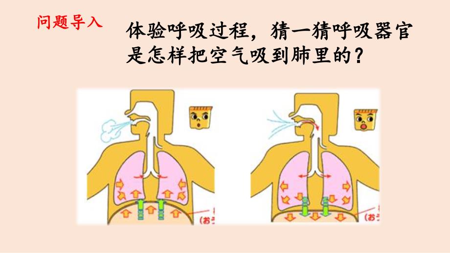 四年级上册科学课件（含课堂练习）-4.3 肺是怎样呼吸的 大象版_第2页