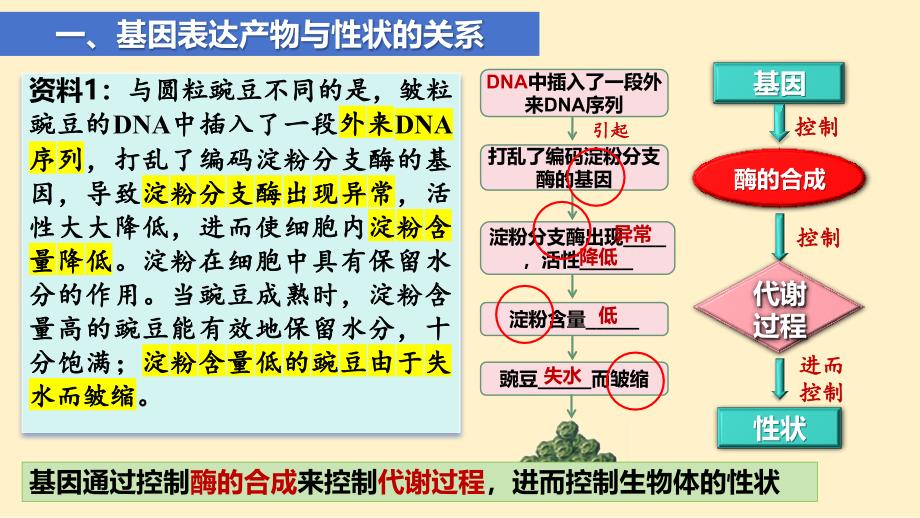 【生物】基因表达与性状的关系课件-2023-2024学年高一下学期生物人教版必修二_第3页