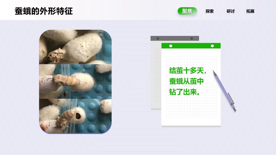 2.5《茧中钻出了蚕蛾》课件 教科版科学三年级上册_第4页