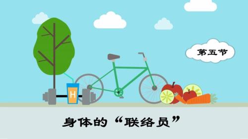 第五节 身体的“联络员” 课件 教科版科学五年级上册