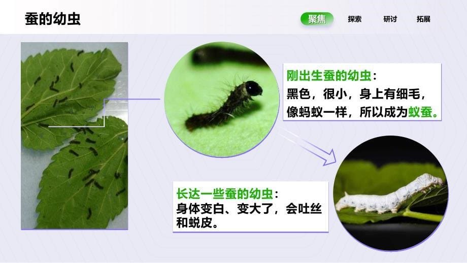 2.3《蚕长大了》课件 教科版科学三年级上册_第5页