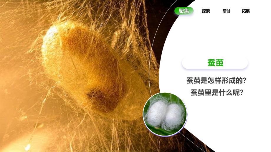 2.4《蚕变了新模样》课件教科版科学三年级上册_第3页