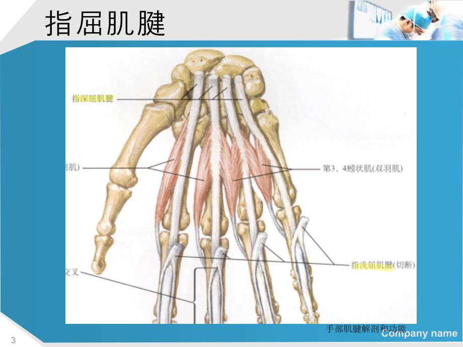 手部肌腱解剖和功能培训课件_第3页