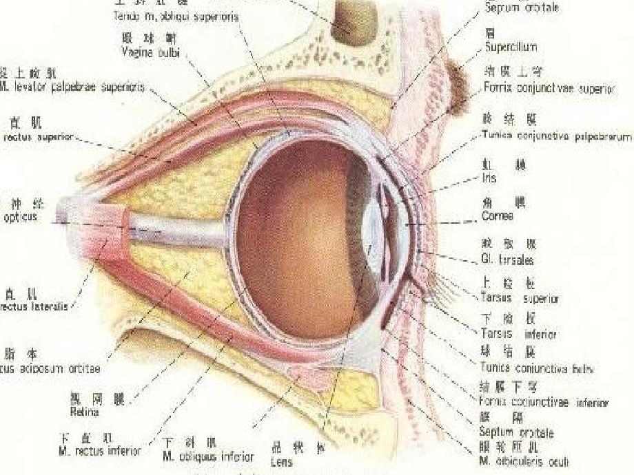 斜视弱视病专题知识讲座培训课件_第3页