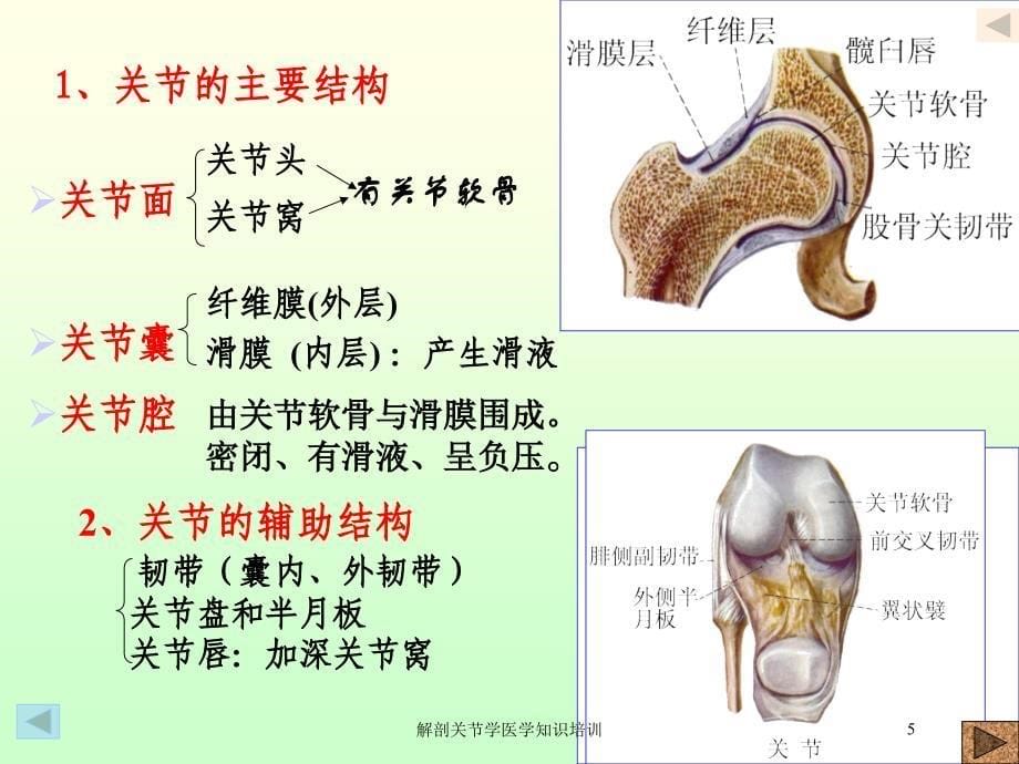 解剖关节学医学知识培训培训课件_第5页