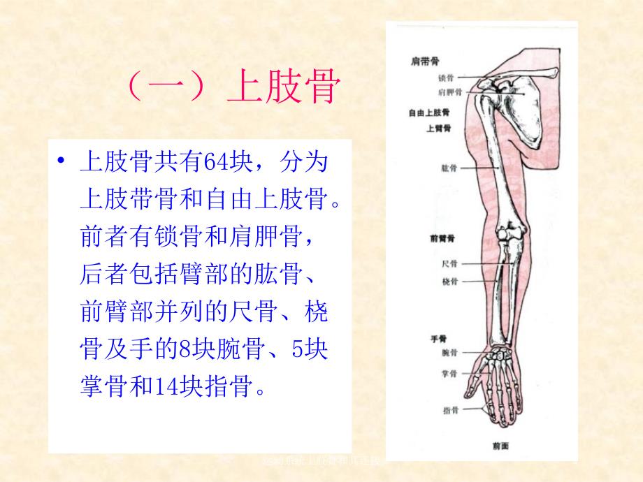 运动系统上肢骨和其连接培训课件_第2页