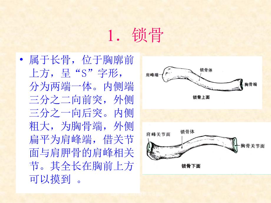 运动系统上肢骨和其连接培训课件_第3页