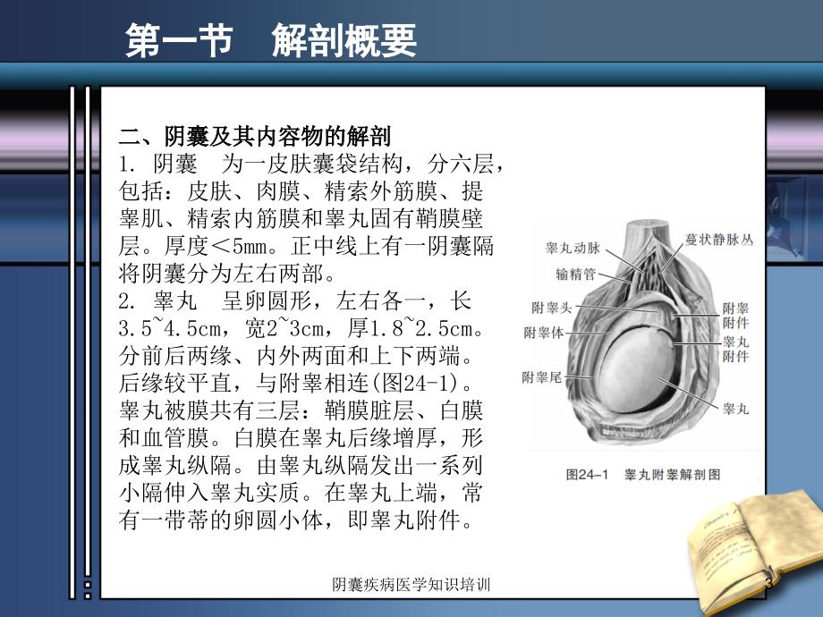 阴囊疾病医学知识培训培训课件_第3页