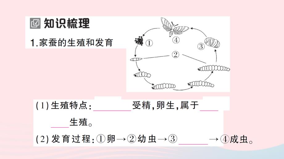 2023八年级生物下册第七单元生物圈中生命的延续和发展第一章生物的生殖和发育第二节昆虫的生殖和发育作业课件新版新人教版_第2页