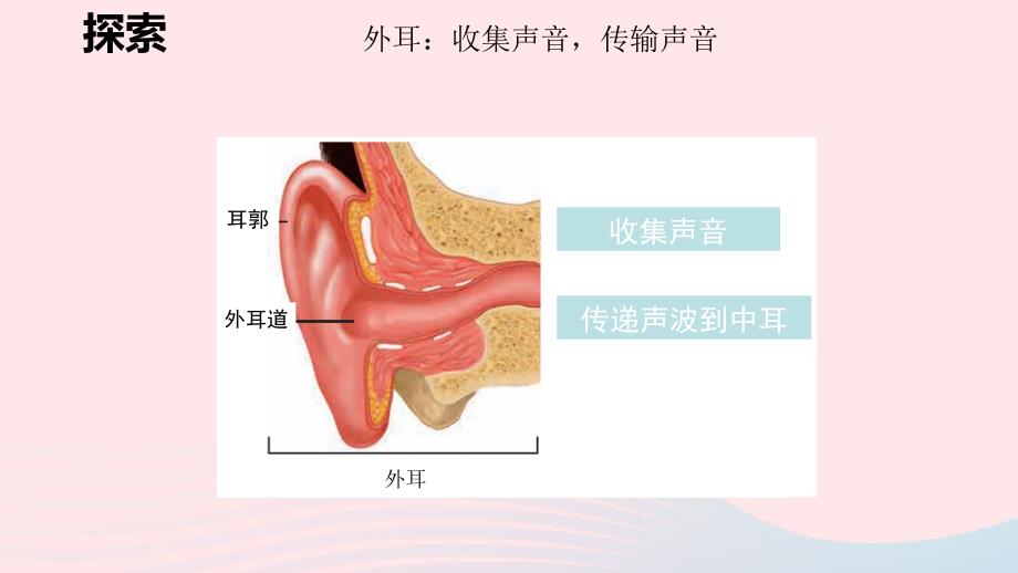 2023四年级科学上册声音1.4我们是怎样听到声音的创新课件教科版_第4页