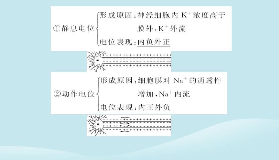 新教材2023高中生物第2章神经调节第3节神经冲动的产生和传导课件新人教版选择性必修1_第5页