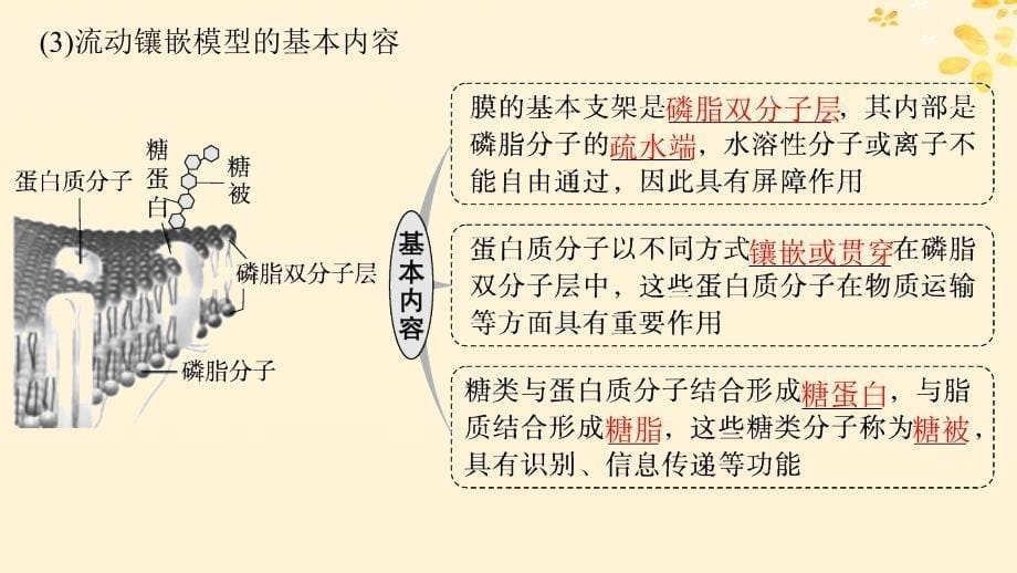 适用于新高考新教材备战2025届高考生物一轮总复习第2单元细胞的基本结构及物质运输第5讲细胞膜课件_第5页