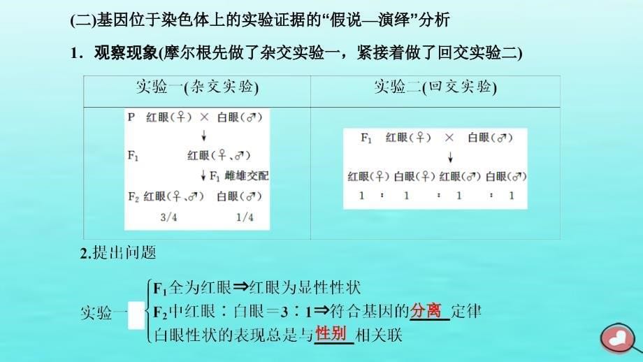 2024届高考生物一轮总复习必修2第五单元遗传的基本规律和伴性遗传第2讲基因在染色体上和伴性遗传课件_第5页