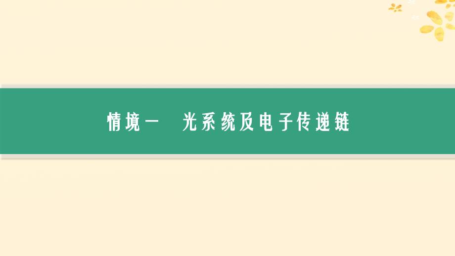 适用于新高考新教材备战2025届高考生物一轮总复习第3单元细胞的代谢情境突破课3光系统及电子传递链二氧化碳固定途径光呼吸课件_第2页