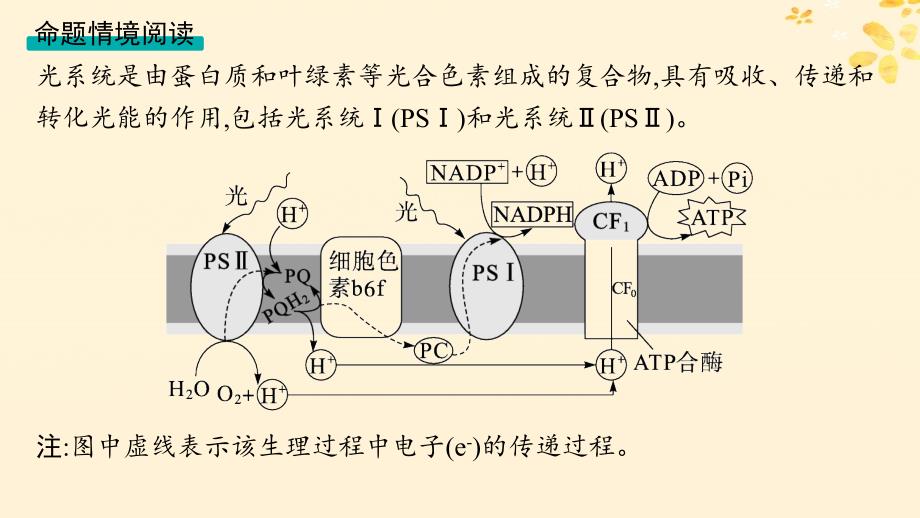 适用于新高考新教材备战2025届高考生物一轮总复习第3单元细胞的代谢情境突破课3光系统及电子传递链二氧化碳固定途径光呼吸课件_第3页