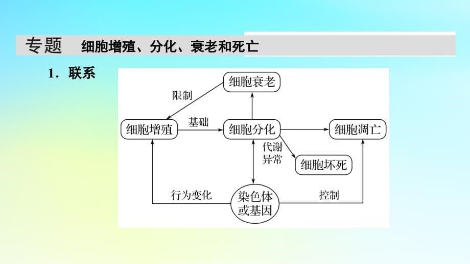 新教材2024版高中生物第6章细胞的生命历程章末总结课件新人教版必修1_第5页