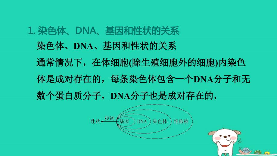 福建省2024八年级生物下册第七单元生物圈中生命的延续和发展第二章生物的遗传和变异巩固复习训练课件新版新人教版_第3页