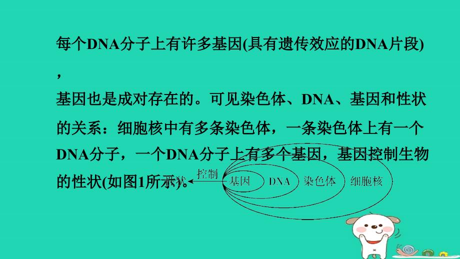 福建省2024八年级生物下册第七单元生物圈中生命的延续和发展第二章生物的遗传和变异巩固复习训练课件新版新人教版_第4页