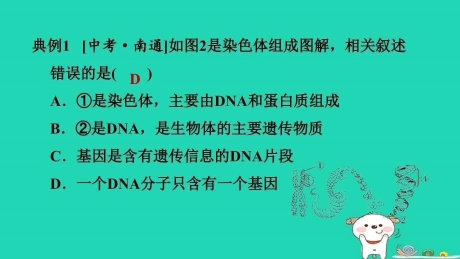 福建省2024八年级生物下册第七单元生物圈中生命的延续和发展第二章生物的遗传和变异巩固复习训练课件新版新人教版_第5页