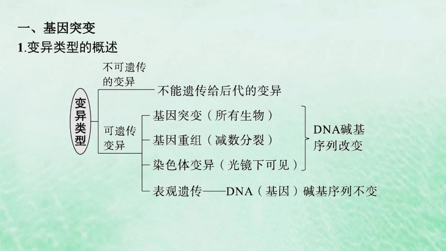 适用于新教材2024版高考生物一轮总复习第7单元生物的变异与进化第26讲基因突变基因重组课件新人教版_第5页