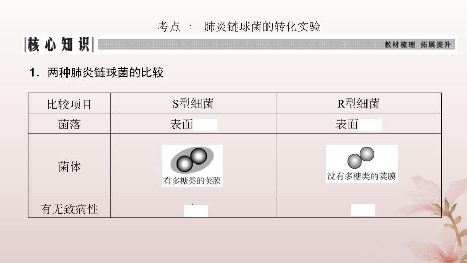 2024届高考生物一轮总复习第六单元遗传的分子基础第16讲DNA是主要的遗传物质课件_第3页