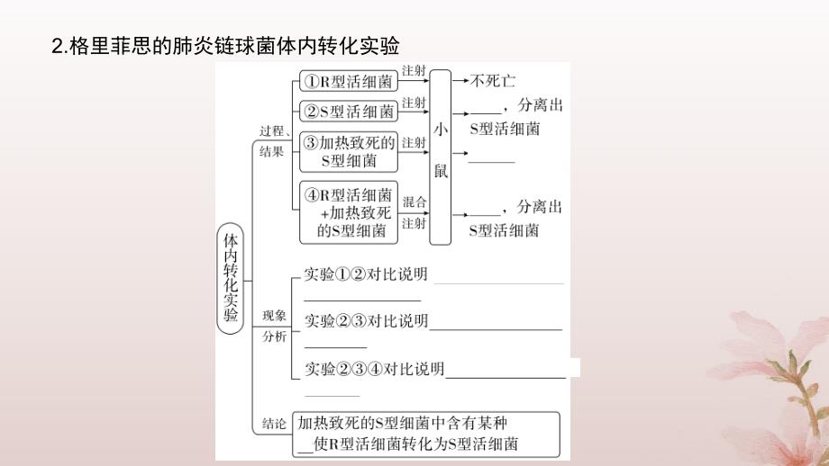 2024届高考生物一轮总复习第六单元遗传的分子基础第16讲DNA是主要的遗传物质课件_第4页