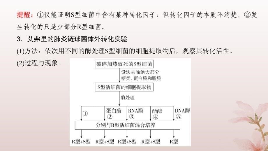 2024届高考生物一轮总复习第六单元遗传的分子基础第16讲DNA是主要的遗传物质课件_第5页