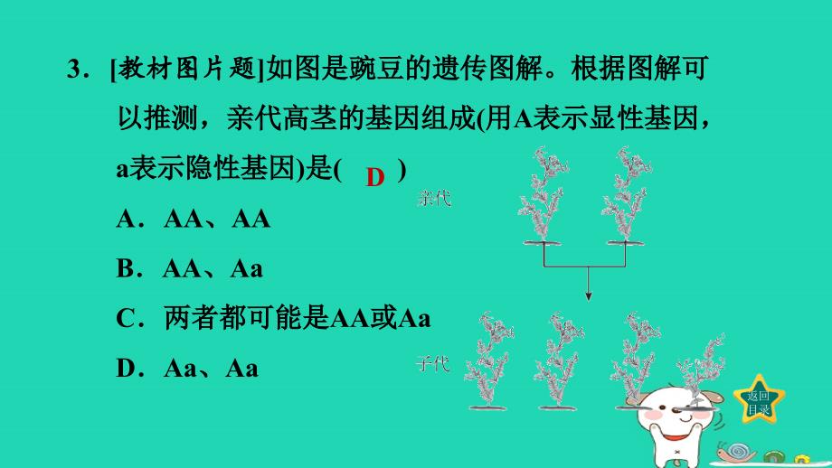 福建省2024八年级生物下册第七单元生物圈中生命的延续和发展第二章生物的遗传和变异第三节基因的显性和隐性课件新版新人教版_第4页