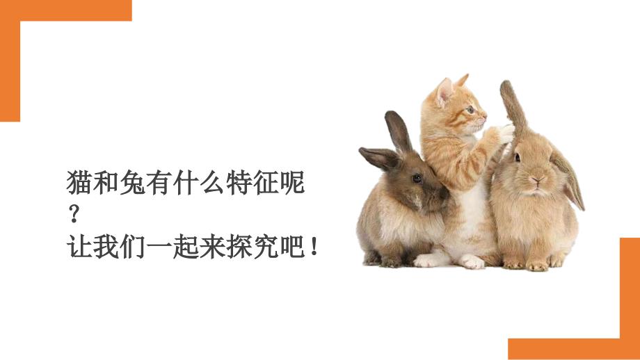 5.《猫和兔》（课件）一年级上册科学人教版_第2页