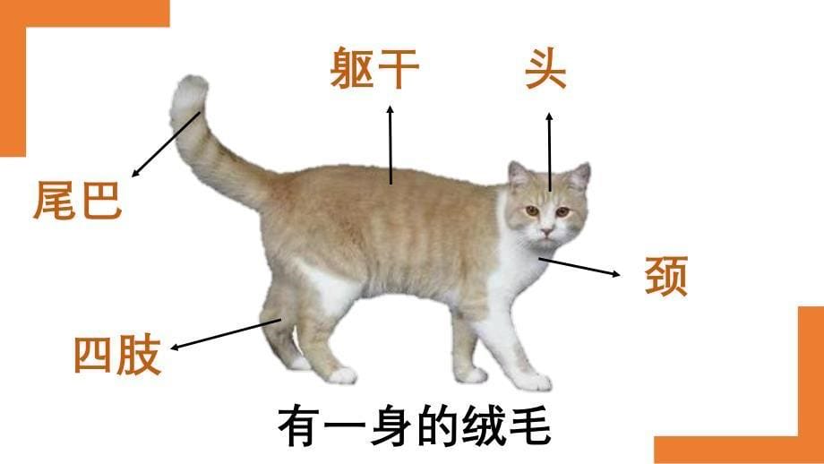 5.《猫和兔》（课件）一年级上册科学人教版_第5页