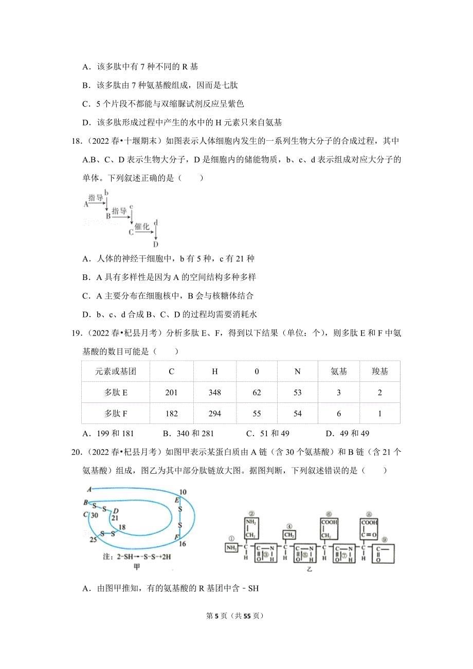 暑期新高一生物新课预习之《2.4蛋白质是生命活动的主要承担者》_第5页