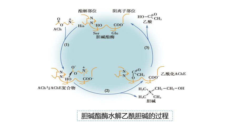 抗胆碱酯酶药物分类及简介_第3页