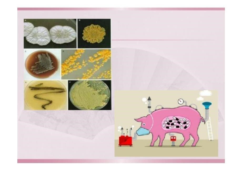 药物分析与检验：第五章 生物药物分析与检验_第5页