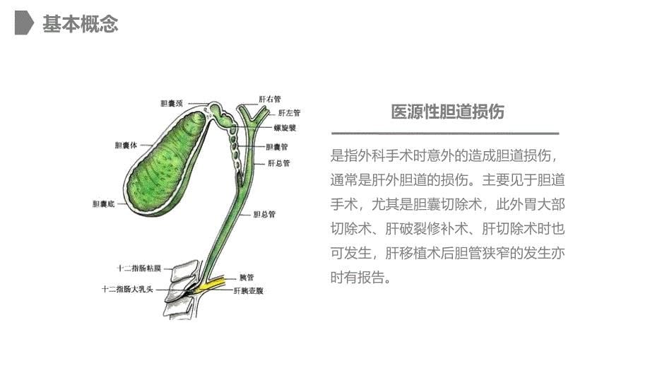 胆道损伤的护理_第5页