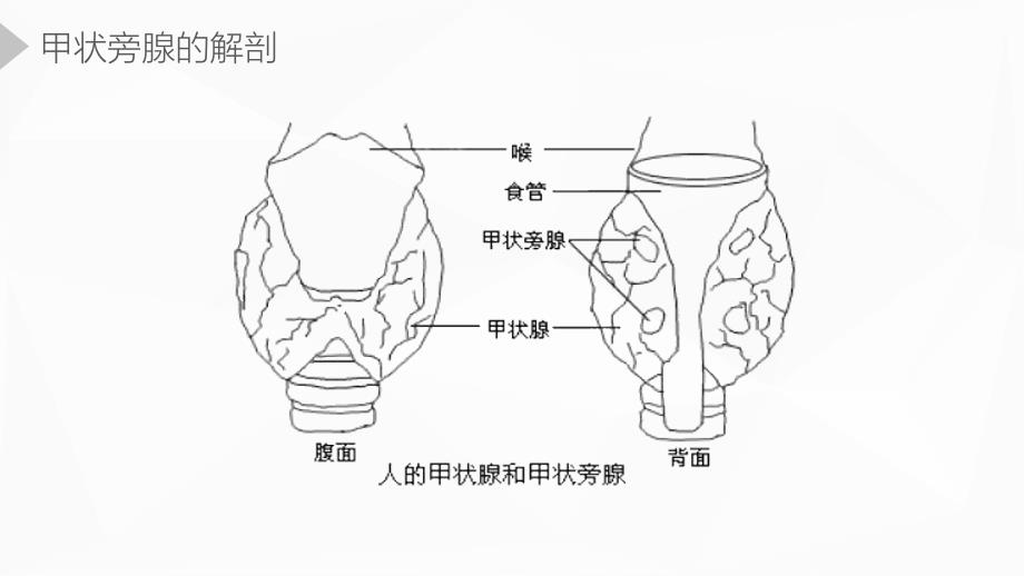 甲状旁腺功能减退症护理业务学习_第4页