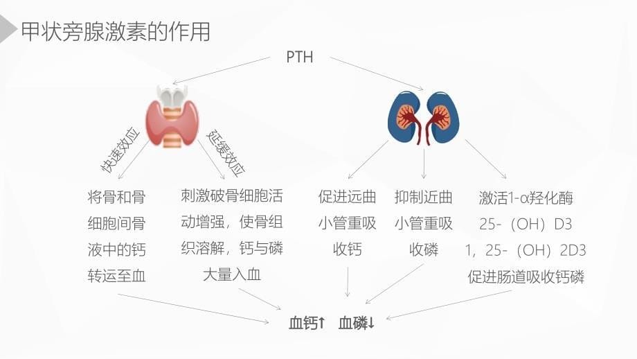 甲状旁腺功能减退症护理业务学习_第5页