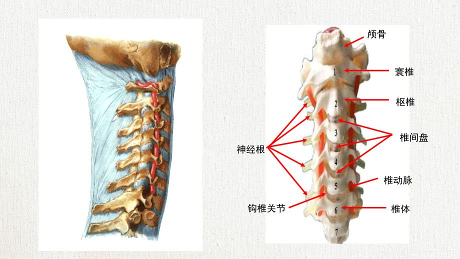 脊髓型颈椎病患者的个案护理查房(2)_第2页