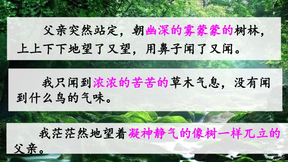 23 父亲、树林和鸟 课件（12张ppt）_第2页