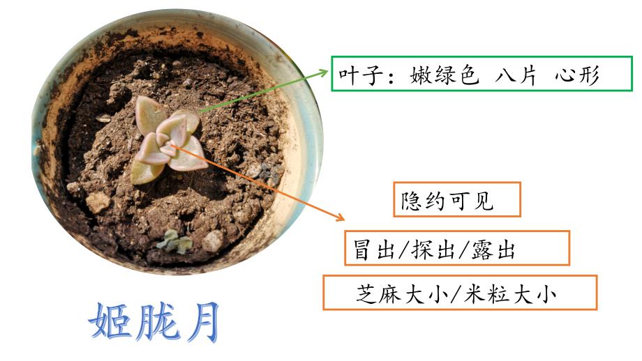 部编版三年级下册第一单元 习作：我的植物朋友 多肉 课件（18张内嵌视频）.ppt_第4页