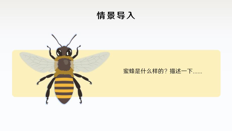 《蜜蜂》小学语文人教部编版三年级下册PPT教学课件_第4页