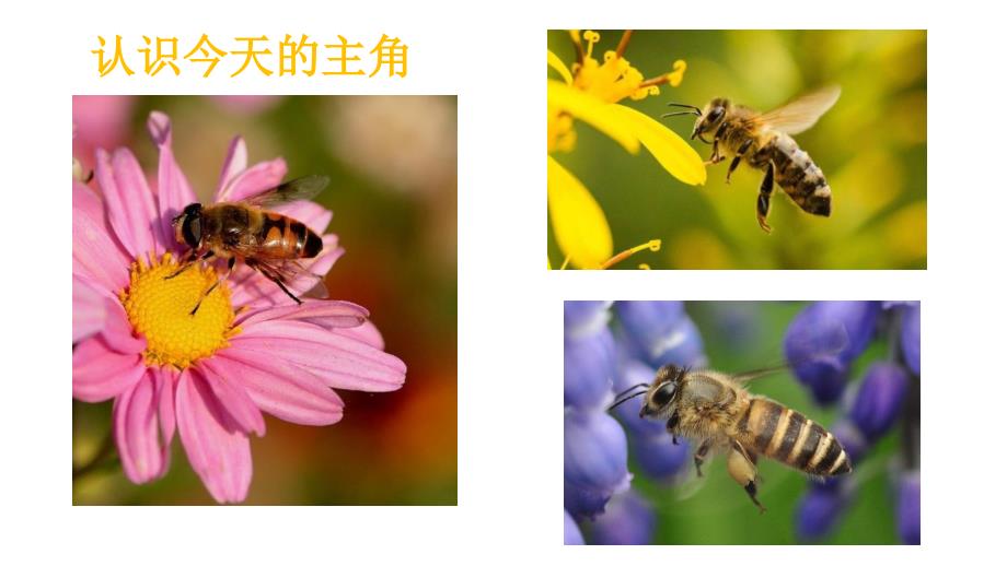 14蜜蜂 课件 2课时(共26张PPT).ppt_第2页