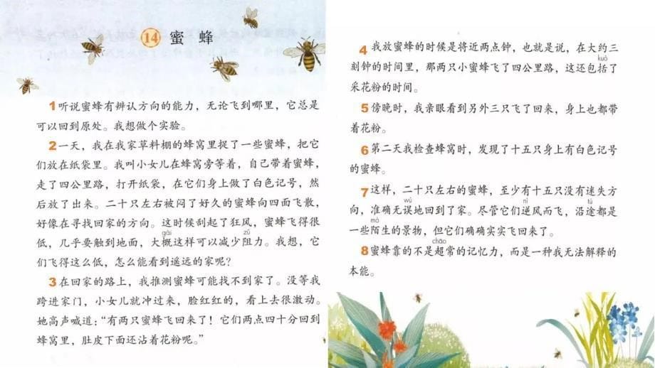 14蜜蜂 课件 2课时(共26张PPT).ppt_第5页