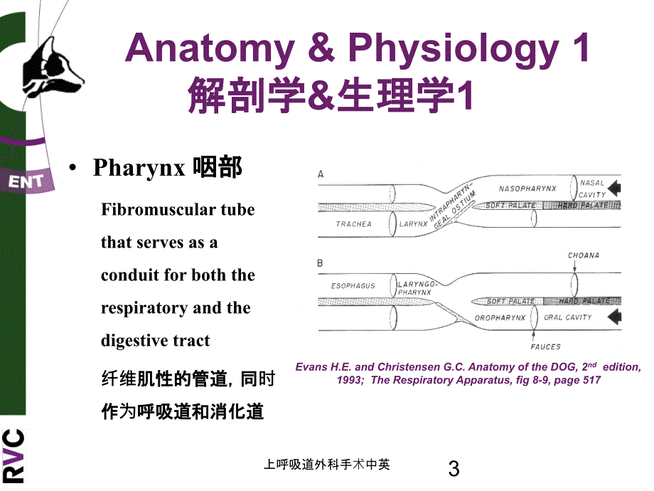 医学医疗-上呼吸道外科手术中英培训课件_第3页