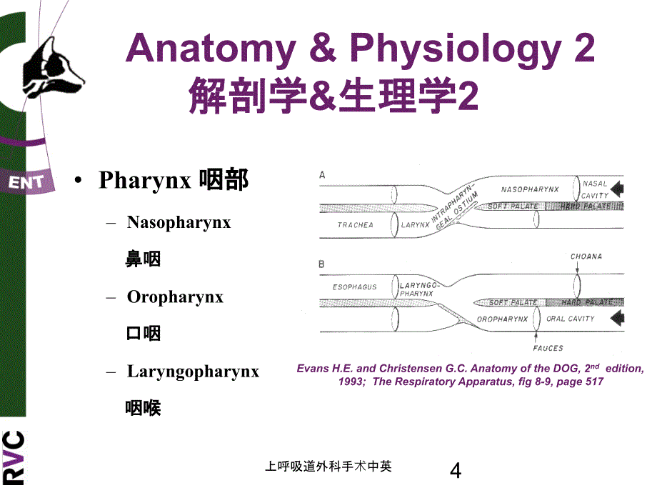 医学医疗-上呼吸道外科手术中英培训课件_第4页