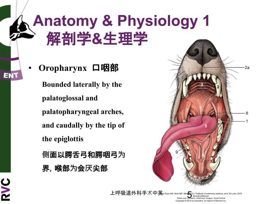 医学医疗-上呼吸道外科手术中英培训课件_第5页