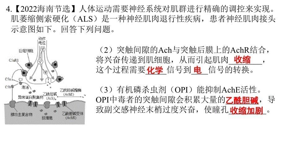 2025届高三一轮复习生物：图示解读类课件_第5页