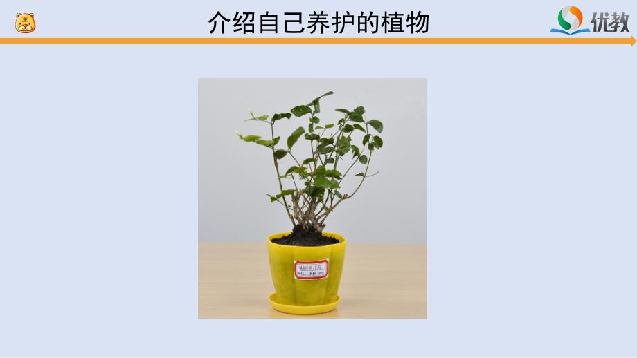 《谁的植物长得好》参考课件_第3页