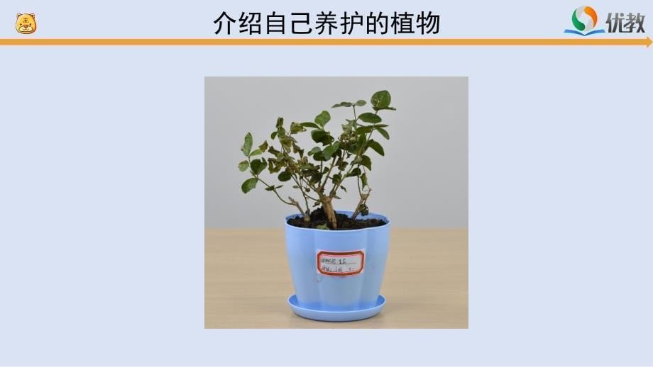 《谁的植物长得好》参考课件_第5页