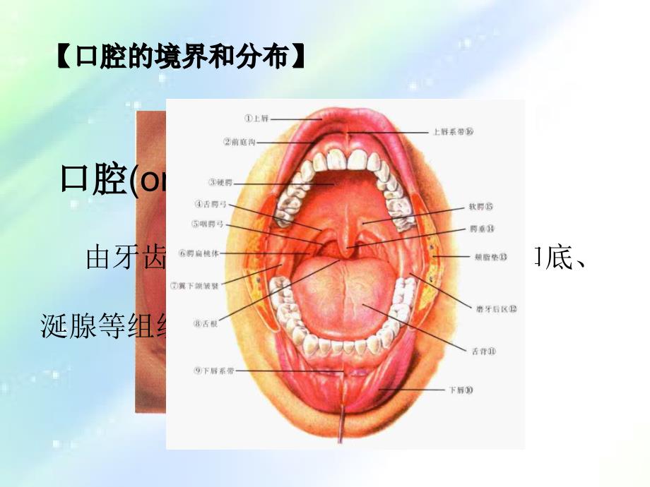 口腔局部解剖ppt_第2页